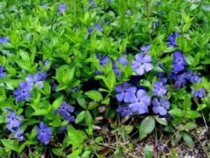 БАРВИНОК МАЛЫЙ