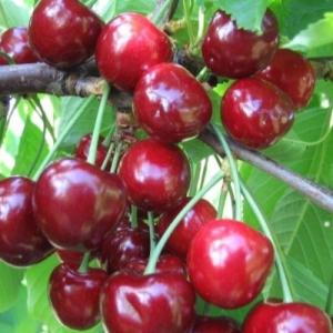 Черешня "ПОДАРОК ОРЛУ"